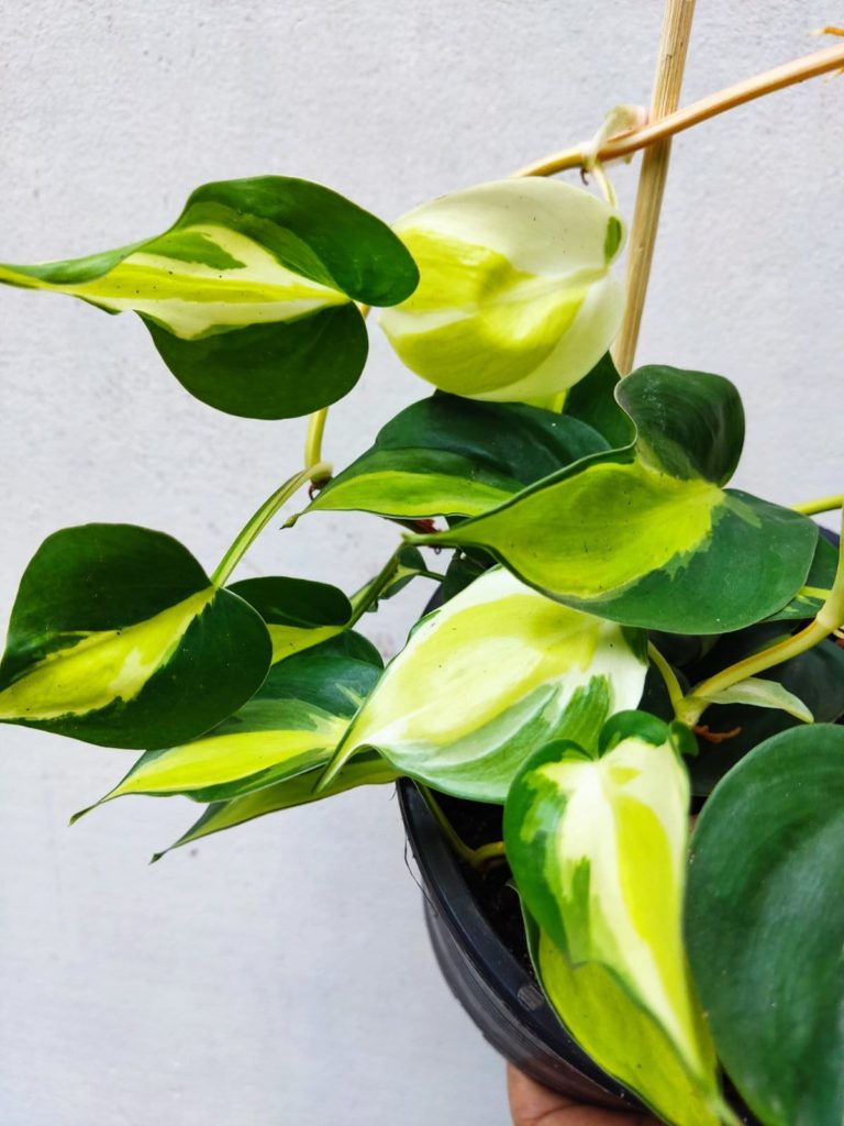 Read more about the article The Ultimate Guide to Growing and Caring for Philodendron Cream Splash