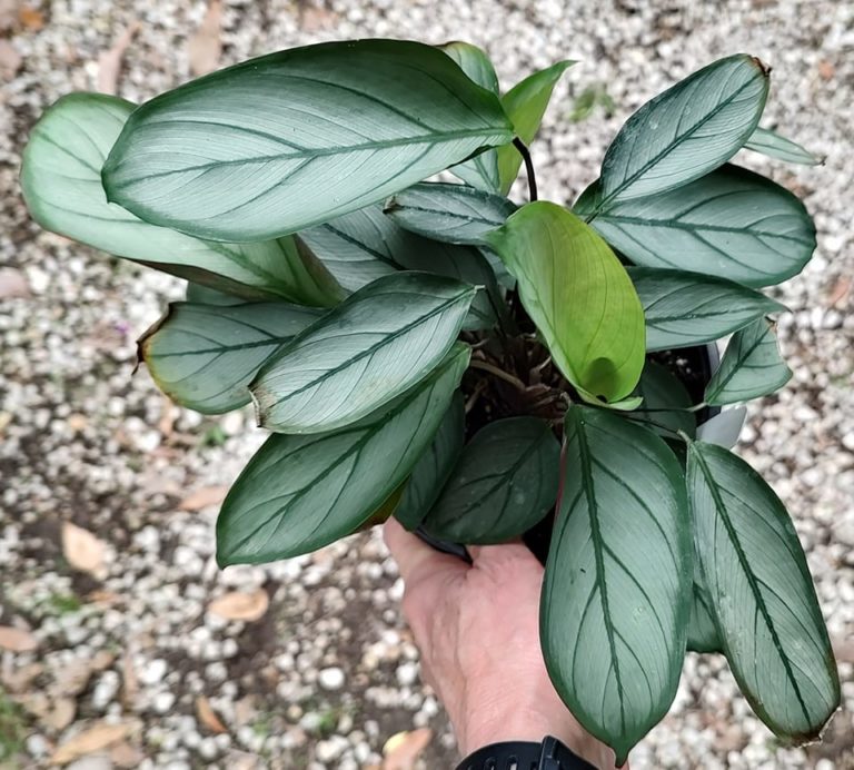 Read more about the article Calathea Setosa: Care and Propagation